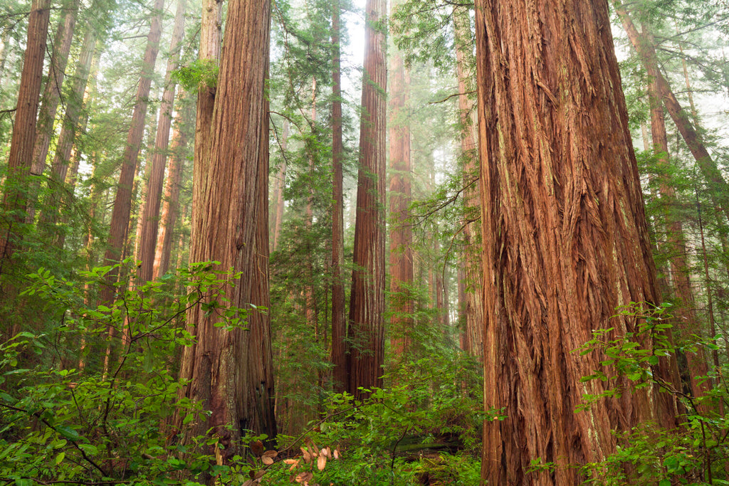 Second-Growth Redwood
