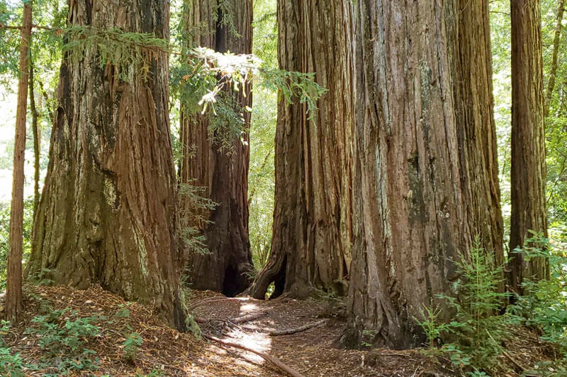 Old Growth Redwood