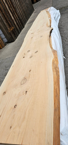 Monterey Cypress #143517