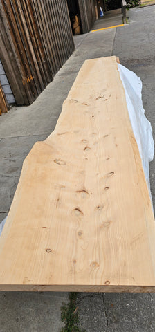 Monterey Cypress #143518