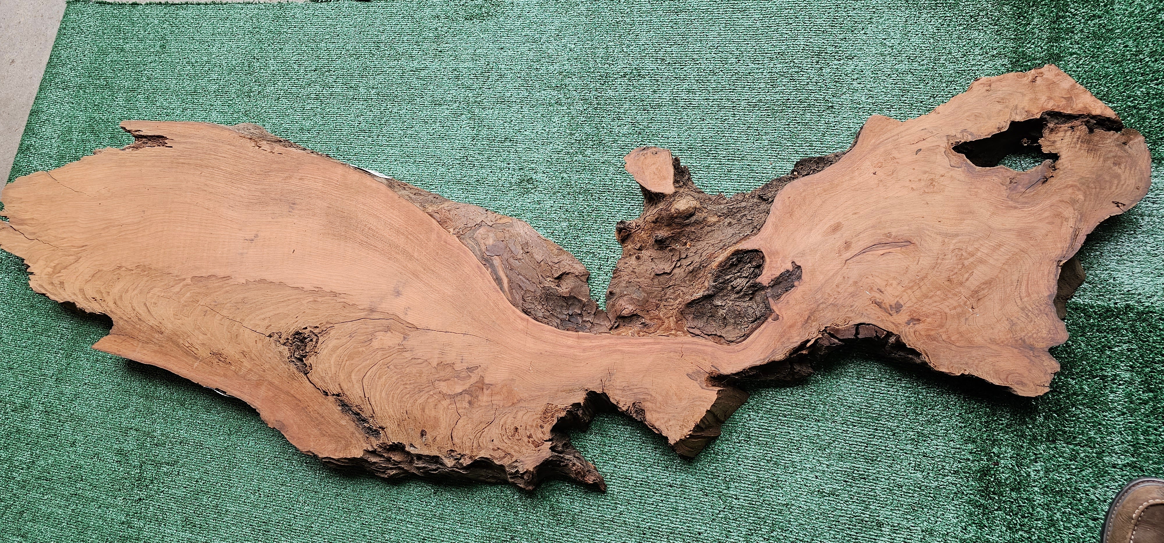 Redwood Burl #143519