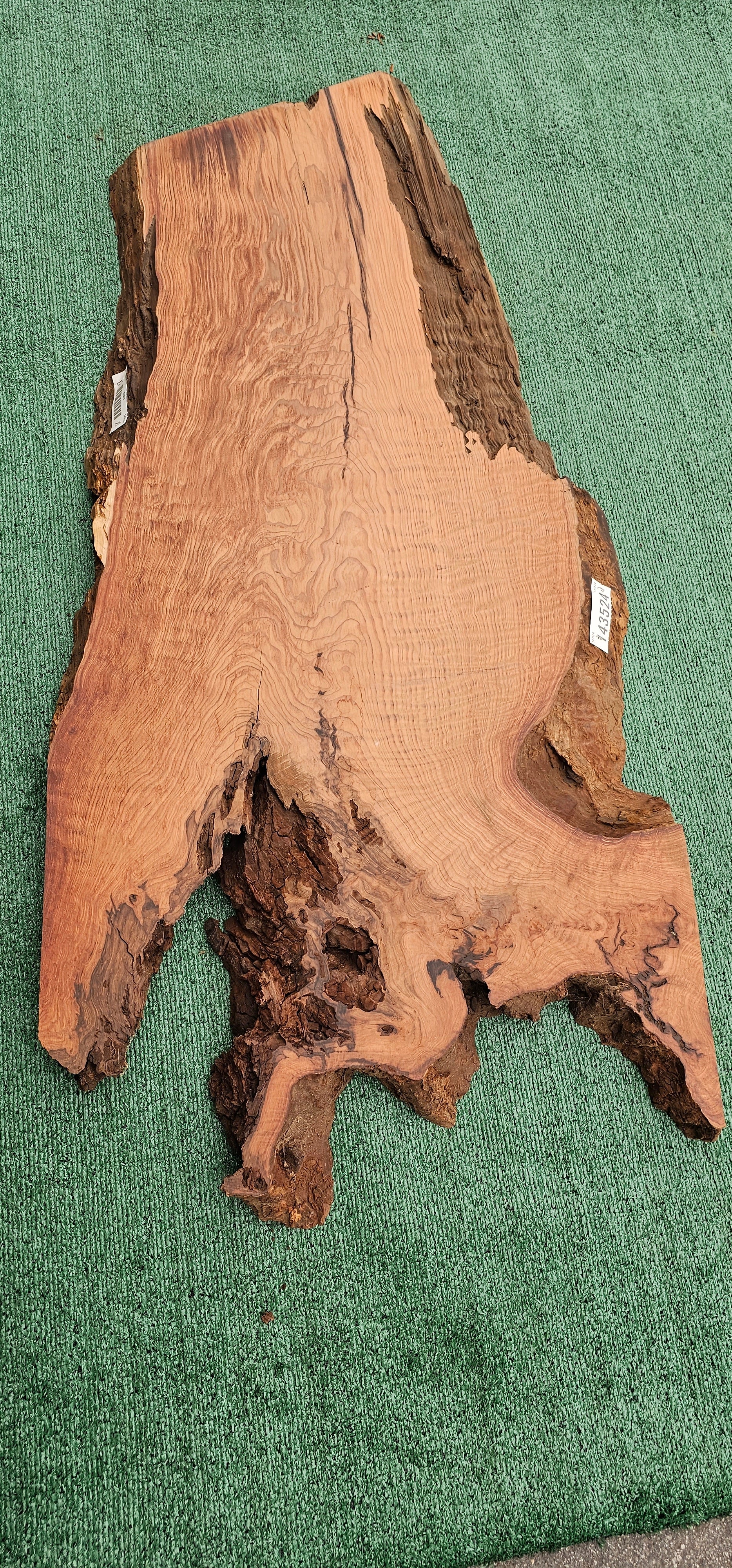 Redwood Burl #143524