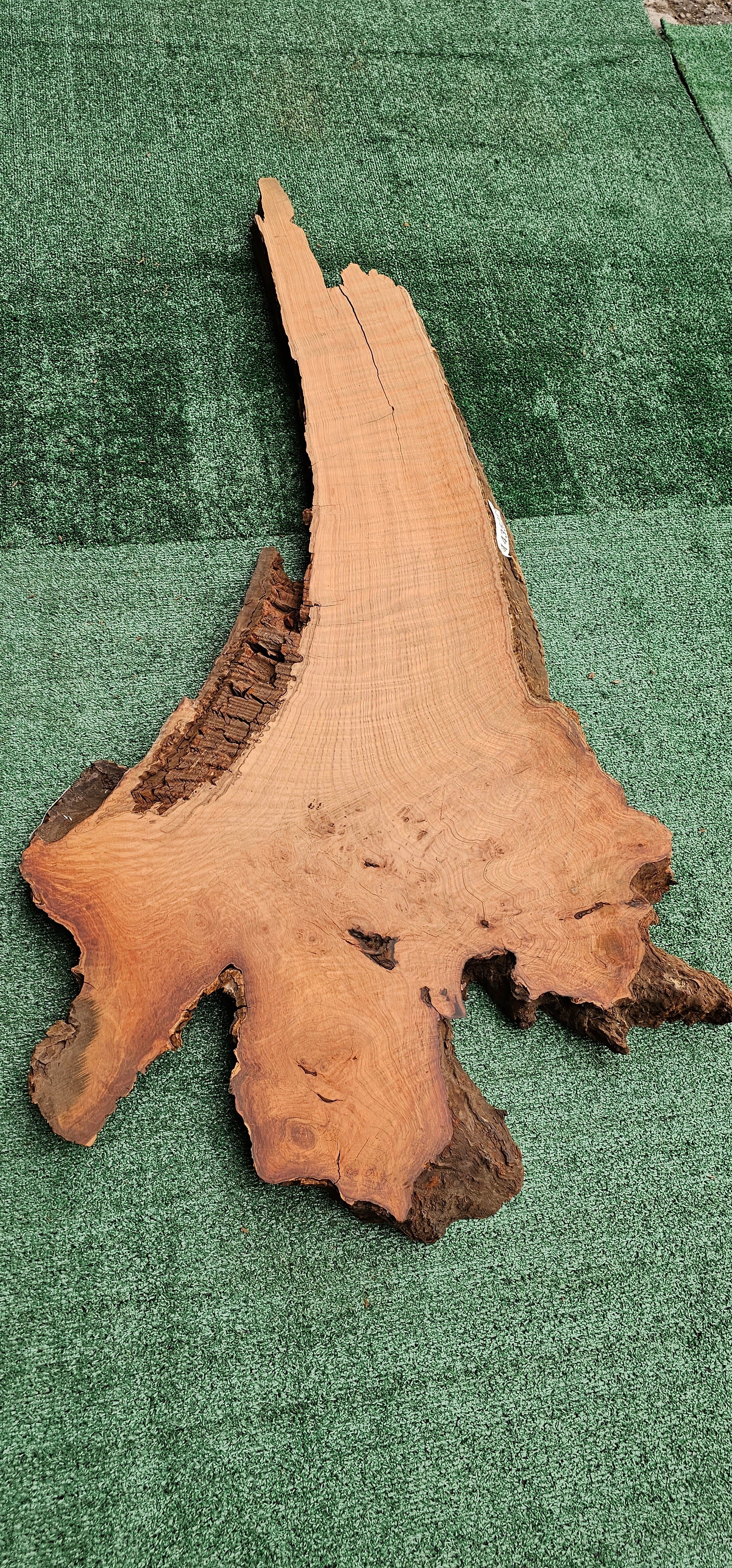 Redwood Burl #143526