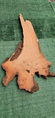 Redwood Burl #143526