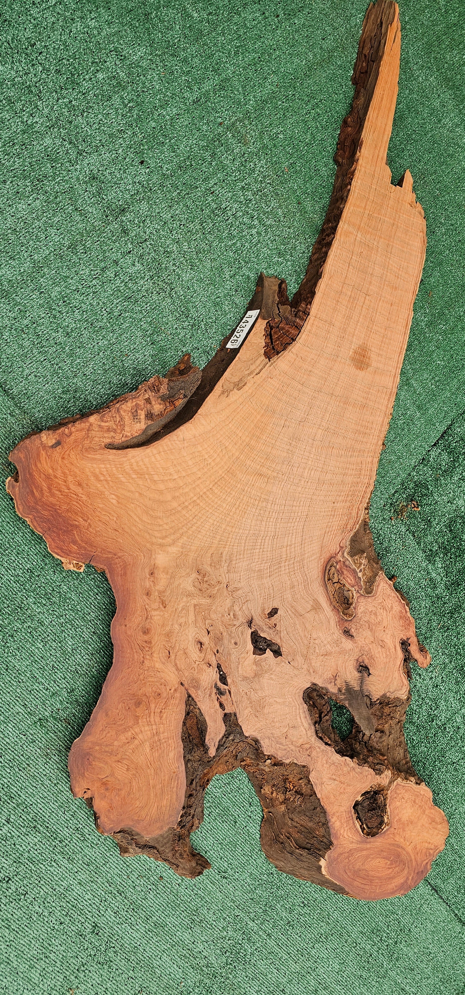 Redwood Burl #143526