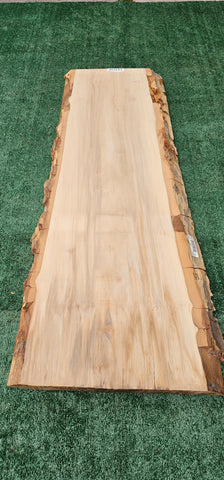 Sycamore #143550