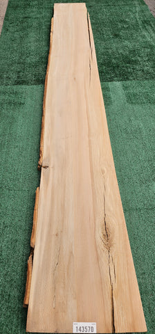 Sycamore # 143570