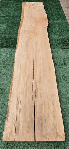 Sycamore # 143571