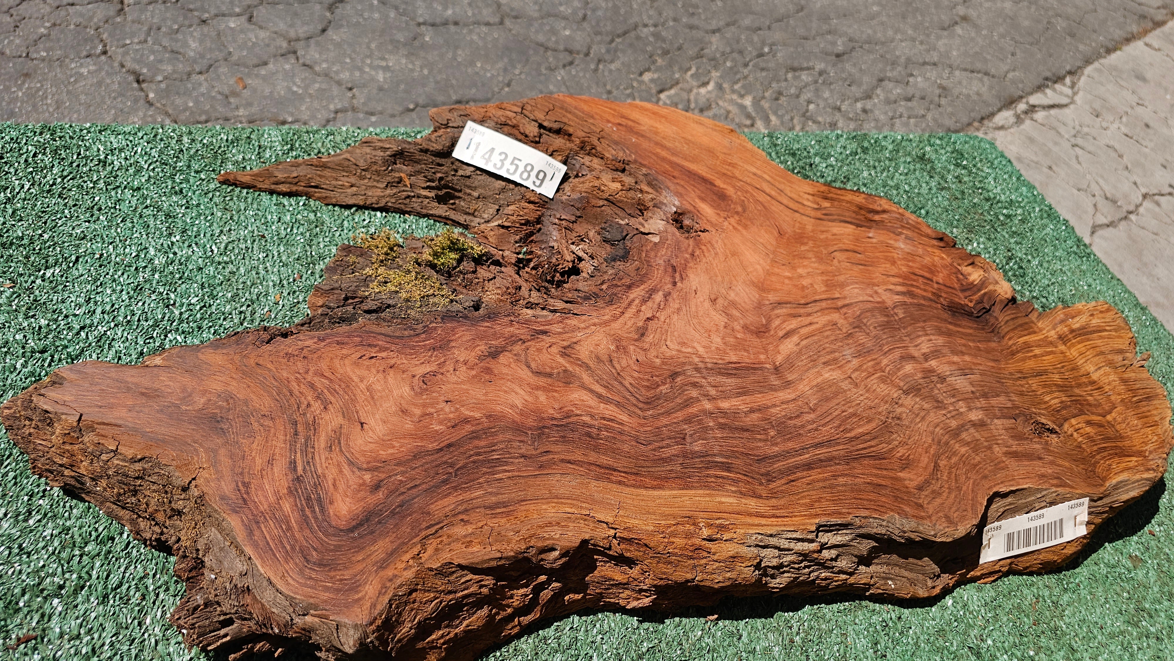 Redwood Burl # 143589