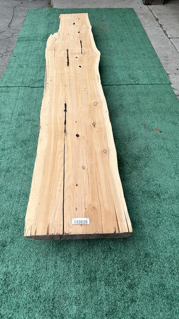 Monterey Cypress #143639
