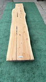 Monterey Cypress #143639
