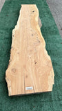 Monterey Cypress #143658