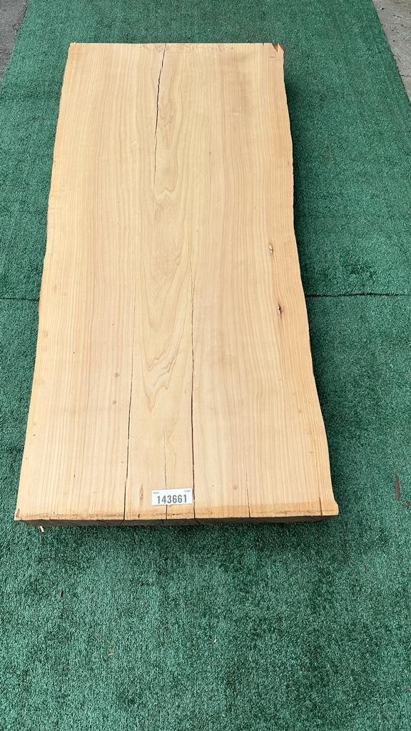 Monterey Cypress #143661