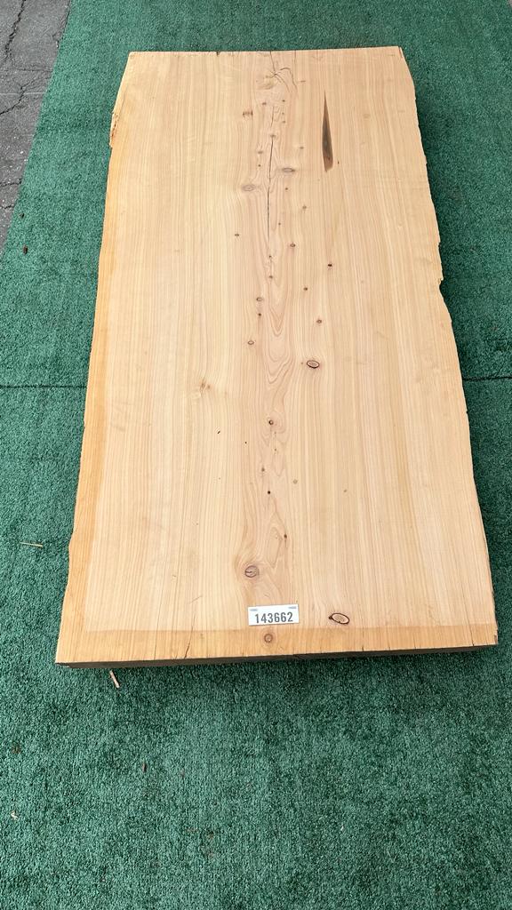 Monterey Cypress #143662