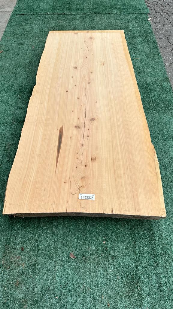 Monterey Cypress #143662