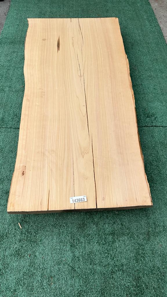 Monterey Cypress #143664