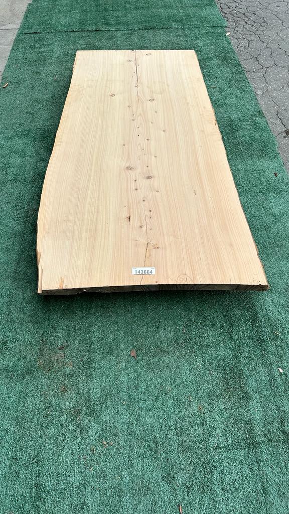 Monterey Cypress #143664