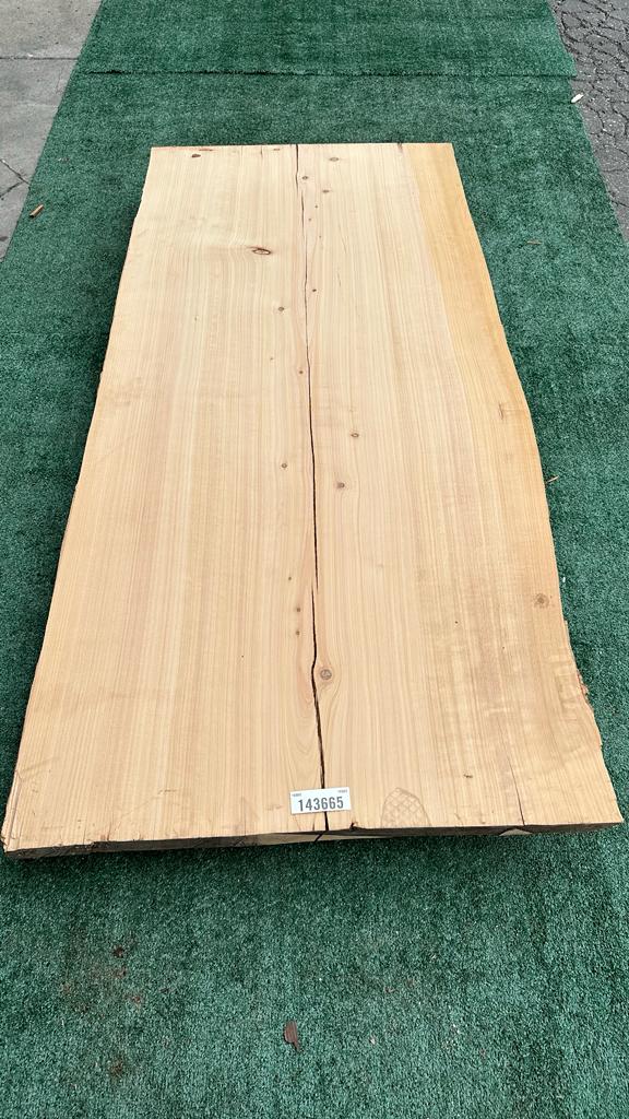 Monterey Cypress #143665