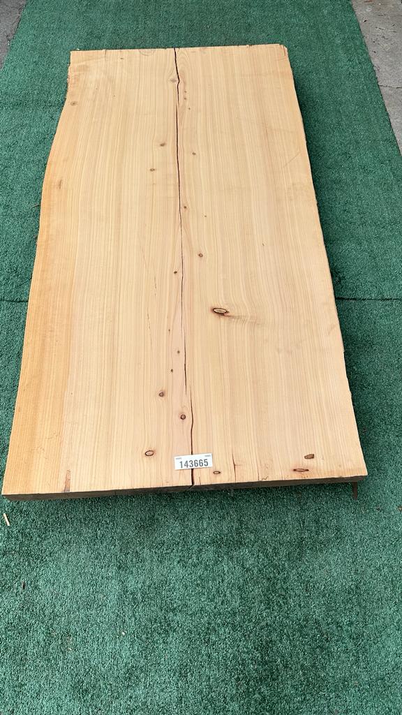 Monterey Cypress #143665
