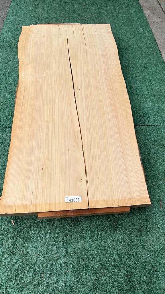 Monterey Cypress #143666