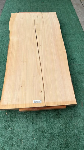 Monterey Cypress #143666