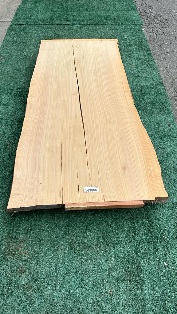 Monterey Cypress #143666