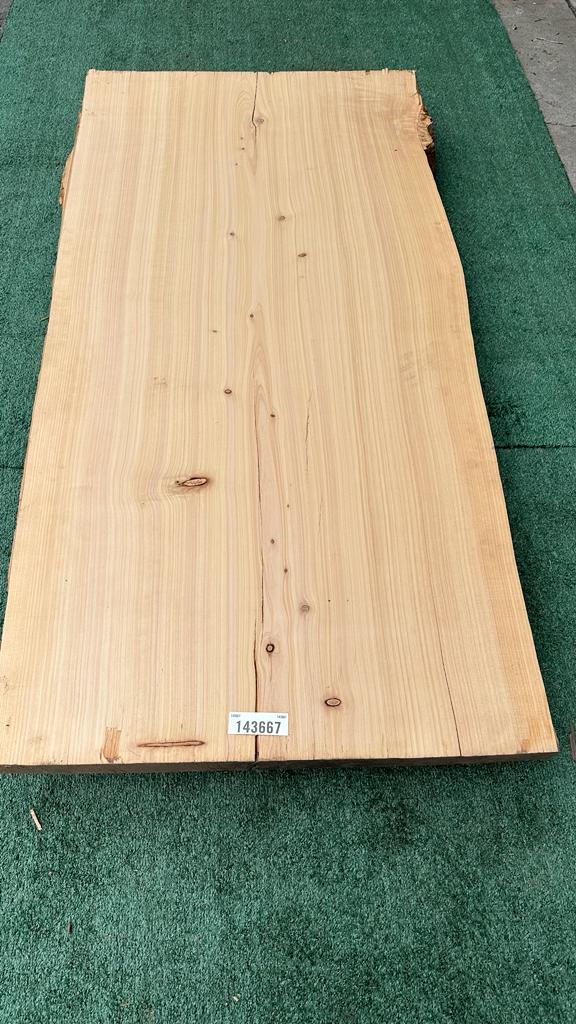 Monterey Cypress #143667
