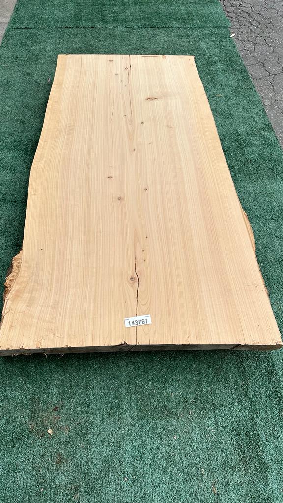 Monterey Cypress #143667