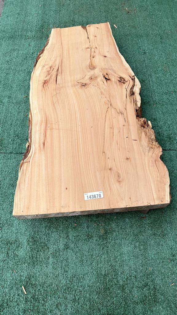 Monterey Cypress #143670
