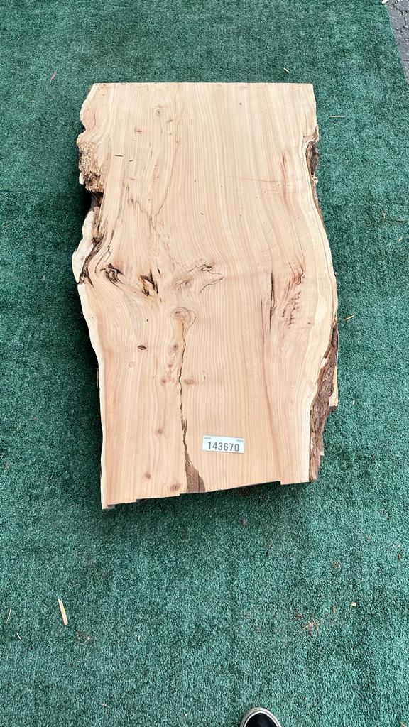 Monterey Cypress #143670