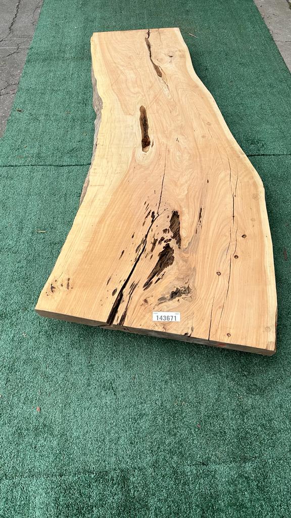 Monterey Cypress #143671
