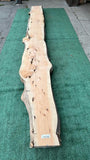 Monterey Cypress #143794