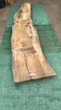 Bay Laurel #143835