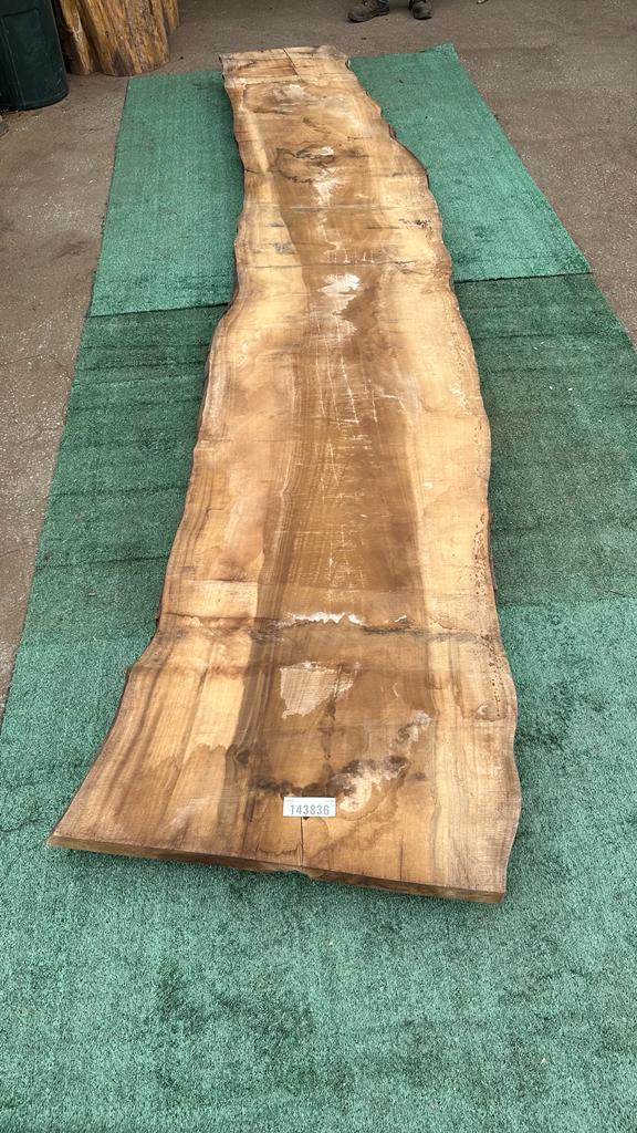 Bay Laurel #143836