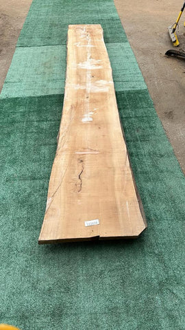 Bay Laurel #143838
