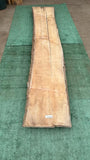 Bay Laurel #143839