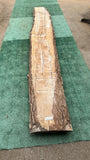 Bay Laurel #143841