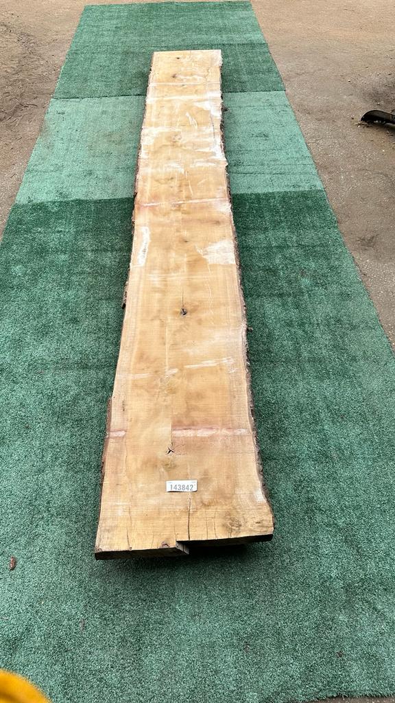 Bay Laurel #143842