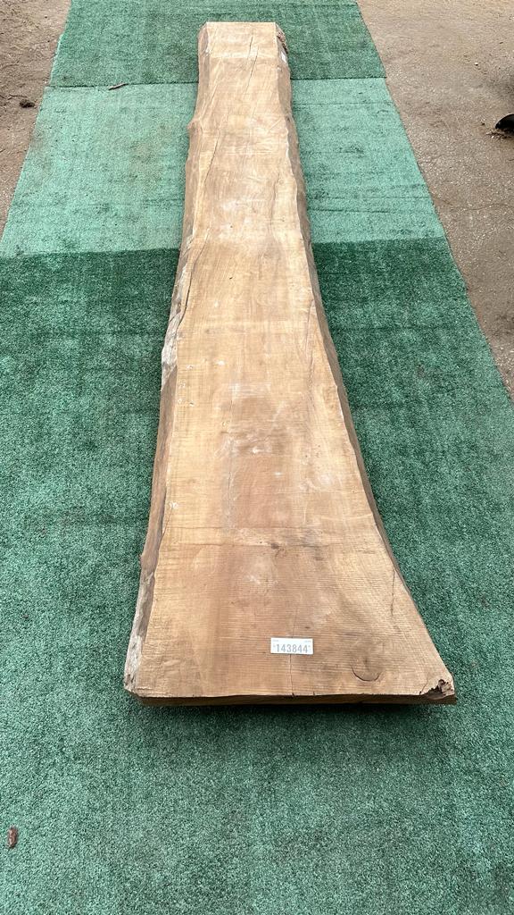 Bay Laurel #143844