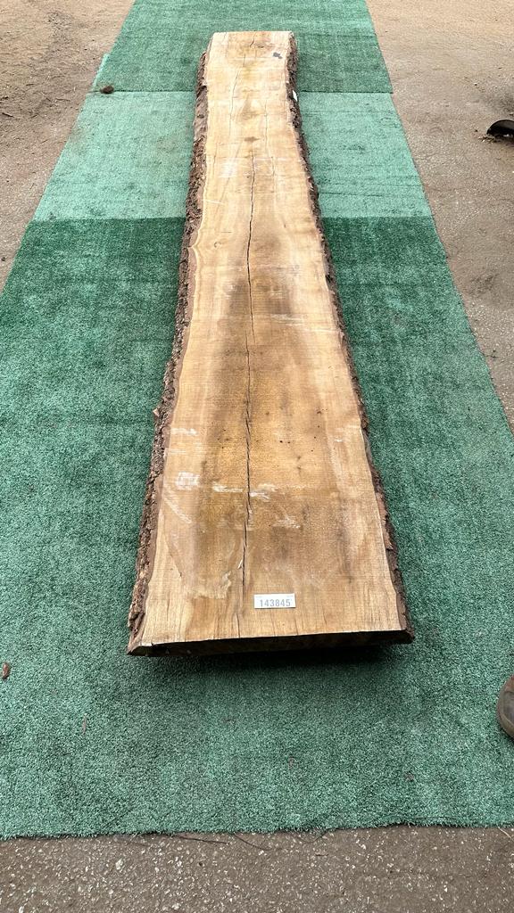 Bay Laurel #143845