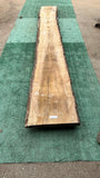 Bay Laurel #143845