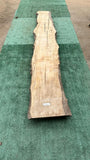 Bay Laurel #143847