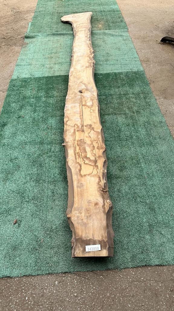 Bay Laurel #143850