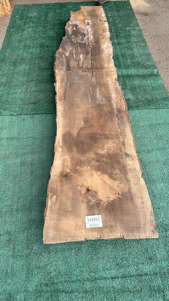 Bay Laurel # 143852