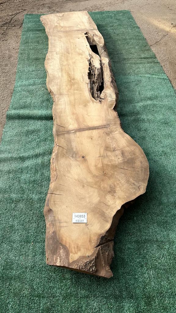 Bay Laurel # 143853