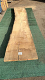 Bay Laurel # 143854