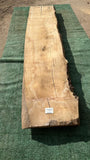 Bay Laurel # 143855