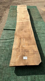 Bay Laurel # 143856