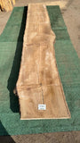 Bay Laurel # 143857