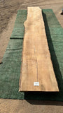 Bay Laurel # 143857